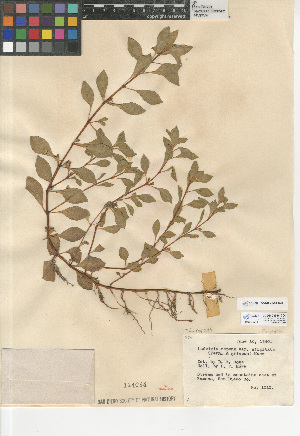  (Ludwigia repens - CCDB-24946-C04)  @11 [ ] CreativeCommons - Attribution Non-Commercial Share-Alike (2015) SDNHM San Diego Natural History Museum