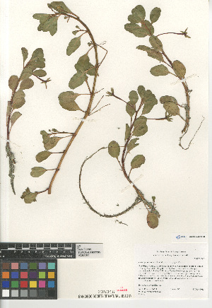  (Ludwigia peploides - CCDB-24963-F08)  @11 [ ] CreativeCommons - Attribution Non-Commercial Share-Alike (2015) SDNHM San Diego Natural History Museum