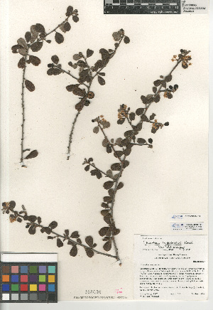  (Ceanothus megacarpus var. megacarpus - CCDB-24949-F11)  @11 [ ] CreativeCommons - Attribution Non-Commercial Share-Alike (2015) SDNHM San Diego Natural History Museum
