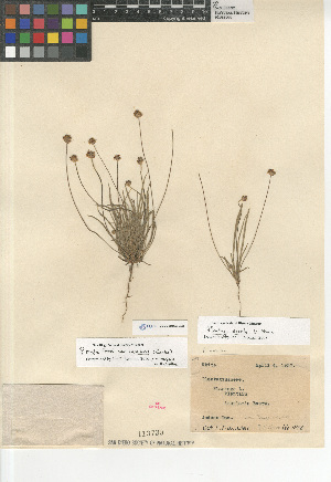  (Plantago ovata insularis - CCDB-24963-G02)  @11 [ ] CreativeCommons - Attribution Non-Commercial Share-Alike (2015) SDNHM San Diego Natural History Museum