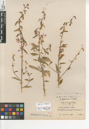  (Clarkia unguiculata - CCDB-24946-G02)  @11 [ ] CreativeCommons - Attribution Non-Commercial Share-Alike (2015) SDNHM San Diego Natural History Museum