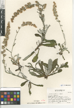  (Gamochaeta coarctata - CCDB-24964-A11)  @11 [ ] CreativeCommons - Attribution Non-Commercial Share-Alike (2015) SDNHM San Diego Natural History Museum