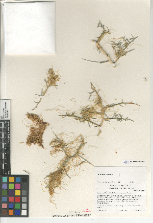  (Cuscuta californica papillosa - CCDB-24964-B05)  @11 [ ] CreativeCommons - Attribution Non-Commercial Share-Alike (2015) SDNHM San Diego Natural History Museum