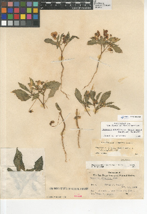  (Physalis acutifolia - CCDB-24964-B07)  @11 [ ] CreativeCommons - Attribution Non-Commercial Share-Alike (2015) SDNHM San Diego Natural History Museum