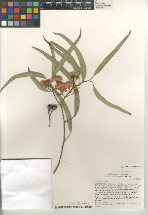  (Eucalyptus leucoxylon - CCDB-24964-B10)  @11 [ ] CreativeCommons - Attribution Non-Commercial Share-Alike (2015) SDNHM San Diego Natural History Museum