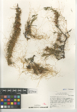  (Cuscuta californica californica - CCDB-24964-C05)  @11 [ ] CreativeCommons - Attribution Non-Commercial Share-Alike (2015) SDNHM San Diego Natural History Museum