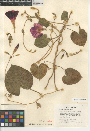  (Ipomoea purpurea - CCDB-24964-C06)  @11 [ ] CreativeCommons - Attribution Non-Commercial Share-Alike (2015) SDNHM San Diego Natural History Museum