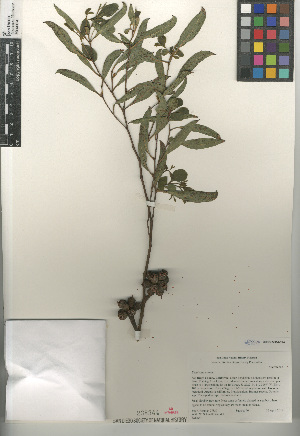  (Eucalyptus cornuta - CCDB-24964-C10)  @11 [ ] CreativeCommons - Attribution Non-Commercial Share-Alike (2015) SDNHM San Diego Natural History Museum