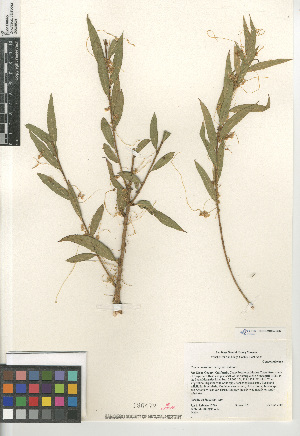  (Cuscuta indecora indecora - CCDB-24964-G06)  @11 [ ] CreativeCommons - Attribution Non-Commercial Share-Alike (2015) SDNHM San Diego Natural History Museum
