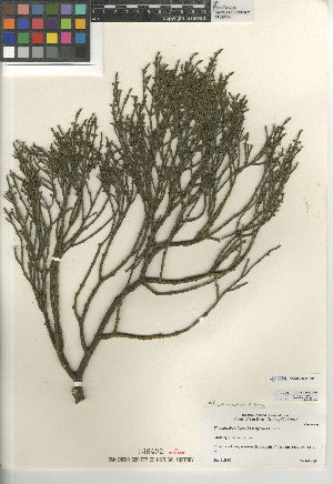  (Phoradendron juniperinum - CCDB-24957-A01)  @11 [ ] CreativeCommons - Attribution Non-Commercial Share-Alike (2015) SDNHM San Diego Natural History Museum