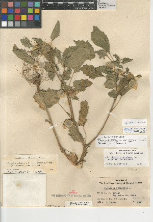  (Physalis pubescens var. grisea - CCDB-24951-E07)  @11 [ ] CreativeCommons - Attribution Non-Commercial Share-Alike (2015) SDNHM San Diego Natural History Museum