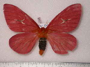  (Cerodirphia roseissima - BC-Her0348)  @14 [ ] Copyright (2010) Daniel Herbin Research Collection of Daniel Herbin