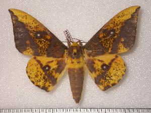  (Ceratocampinae - BC-Her0394)  @15 [ ] Copyright (2010) Daniel Herbin Research Collection of Daniel Herbin