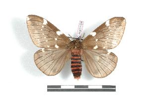  (Paradirphia latipunctata - BC-Her1139)  @14 [ ] Copyright (2010) Daniel Herbin Research Collection of Daniel Herbin