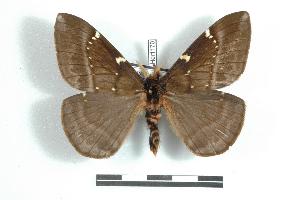  (Paradirphia antkozlovi - BC-Her1170)  @14 [ ] Copyright (2010) Daniel Herbin Research Collection of Daniel Herbin