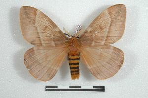  (Lemaireodirphia knorkei - BC-Her1204)  @14 [ ] Copyright (2010) Daniel Herbin Research Collection of Daniel Herbin