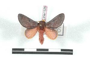  (Psilopygida crispula - BC-Her1326)  @15 [ ] Copyright (2010) Daniel Herbin Research Collection of Daniel Herbin