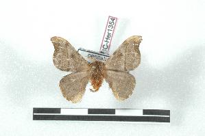  (Hylesia falcifera falcmisionex - BC-Her1354)  @14 [ ] Copyright (2010) Daniel Herbin Research Collection of Daniel Herbin