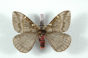  (Paradirphia mirador - BC-Her1508)  @14 [ ] Copyright (2010) Daniel Herbin Research Collection of Daniel Herbin