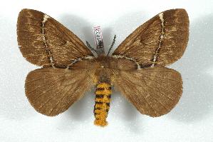  (Pseudodirphia parafrickei - BC-Her1632)  @15 [ ] Copyright (2010) Daniel Herbin Research Collection of Daniel Herbin