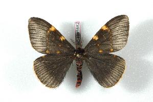  (Paradirphia fumosa - BC-Her1682)  @14 [ ] Copyright (2010) Daniel Herbin Research Collection of Daniel Herbin