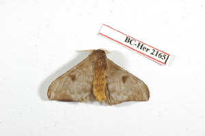  (Hylesia canitia - BC-Her2165)  @13 [ ] Copyright (2010) Daniel Herbin Research Collection of Daniel Herbin
