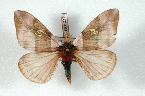  (Dirphiopsis rotenbergi - BC-Her2270)  @14 [ ] Copyright (2010) Daniel Herbin Research Collection of Daniel Herbin