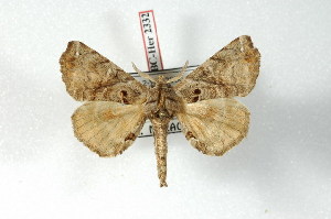  (Apatelodes costaricensis - BC-Her2332)  @14 [ ] Copyright (2010) Daniel Herbin Research Collection of Daniel Herbin