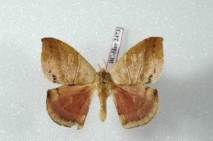  (Prohylesia zikani - BC-Her2473)  @14 [ ] Copyright (2010) Daniel Herbin Research Collection of Daniel Herbin