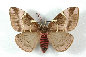  (Paradirphia semirosea - BC-Her3145)  @15 [ ] Copyright (2010) Daniel Herbin Research Collection of Daniel Herbin