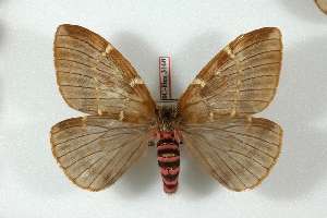  (Paradirphia lieseorum - BC-Her3168)  @15 [ ] Copyright (2010) Daniel Herbin Research Collection of Daniel Herbin