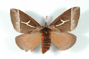  (Dirphia napoensis - BC-Her3320)  @14 [ ] Copyright (2010) Daniel Herbin Research Collection of Daniel Herbin
