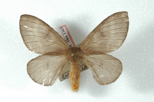  (Hylesia baguana - BC-Her3365)  @14 [ ] Copyright (2010) Daniel Herbin Research Collection of Daniel Herbin