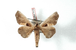  (Apatelodes guyanensis - BC-Her3424)  @12 [ ] Copyright (2010) Daniel Herbin Research Collection of Daniel Herbin