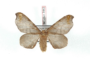  (Quentalia coarya - BC-Her3462)  @13 [ ] Copyright (2010) Daniel Herbin Research Collection of Daniel Herbin