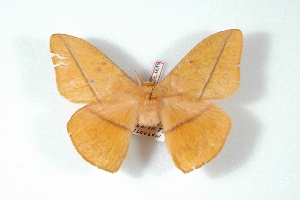  (Lonomia moniqueae - BC-Her3659)  @13 [ ] Copyright (2010) Daniel Herbin Research Collection of Daniel Herbin