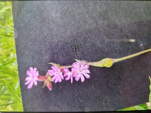  ( - Silene_dioica_6)  @11 [ ] CreativeCommons - Attribution Share-Alike (2024) Unspecified Durham University