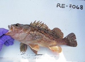  (Sebastes auriculatus - RE-7068)  @11 [ ] CreativeCommons - Attribution Share-Alike (2014) Unspecified Glenbard East High School