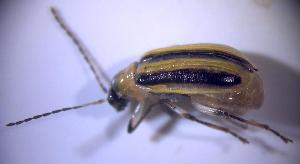  ( - CC14A-15)  @12 [ ] CreativeCommons - Attribution Share-Alike (2014) Unspecified Carleton College