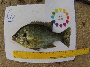  ( - 14_schs_AM_Fish6)  @14 [ ] CreativeCommons - Attribution Share-Alike (2015) Unspecified St. Clair High School