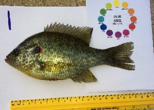  ( - 14_schs_AM_Fish1)  @14 [ ] CreativeCommons - Attribution Share-Alike (2014) Unspecified St. Clair High School