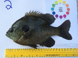  (Lepomis macrochirus - 14_schs_AM_Fish2)  @14 [ ] CreativeCommons - Attribution Share-Alike (2014) Unspecified St. Clair High School