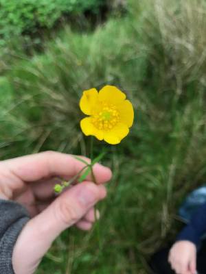  ( - Ranunculus_acris_34)  @11 [ ] CreativeCommons - Attribution Share-Alike (2017) Unspecified Durham University