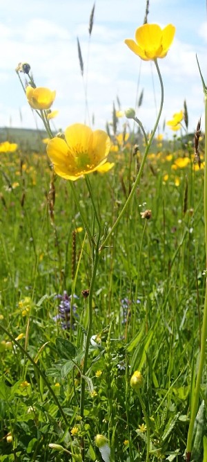  ( - Ranunculus acris)  @11 [ ] CreativeCommons - Attribution Share-Alike (2017) Unspecified Durham University