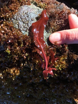  ( - 17_Seaweeds_AEH-21)  @11 [ ] CreativeCommons - Attribution Share-Alike (2017) Unspecified Bamfield Marine Sciences Center