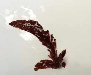  ( - 17_Seaweeds_AEH-21)  @11 [ ] CreativeCommons - Attribution Share-Alike (2017) Unspecified Bamfield Marine Sciences Center