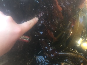  ( - 17_Seaweeds_DGM-14)  @11 [ ] CreativeCommons - Attribution Share-Alike (2017) Unspecified Bamfield Marine Sciences Center