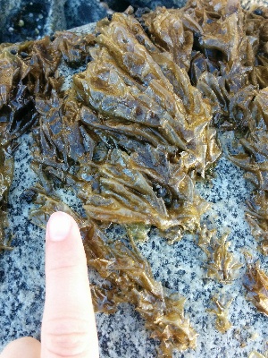  ( - 17_Seaweeds_HKA-9)  @11 [ ] CreativeCommons - Attribution Share-Alike (2017) Unspecified Bamfield Marine Sciences Center