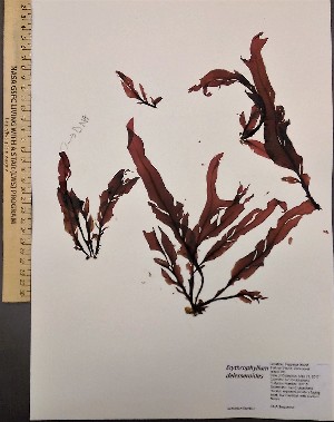  ( - 17_Seaweeds_IAC15)  @11 [ ] CreativeCommons - Attribution Share-Alike (2017) Unspecified Bamfield Marine Sciences Centre
