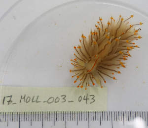  ( - 17_MOLL_003_043)  @11 [ ] CreativeCommons - Attribution Share-Alike (2017) Unspecified Bamfield Marine Sciences Centre